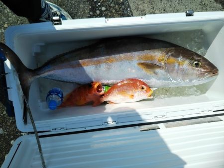 船・ジギング釣り果